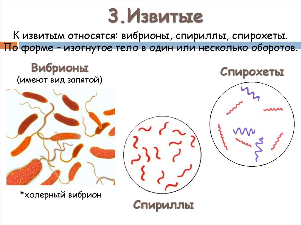 Грибы и бактерии относятся к группе. Морфология бактерий. Морфологические формы бактерий. Морфология микроорганизмов презентация. Извитые формы микроорганизмов.