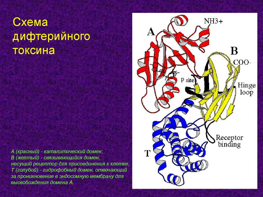 Патогенез дифтерии схема