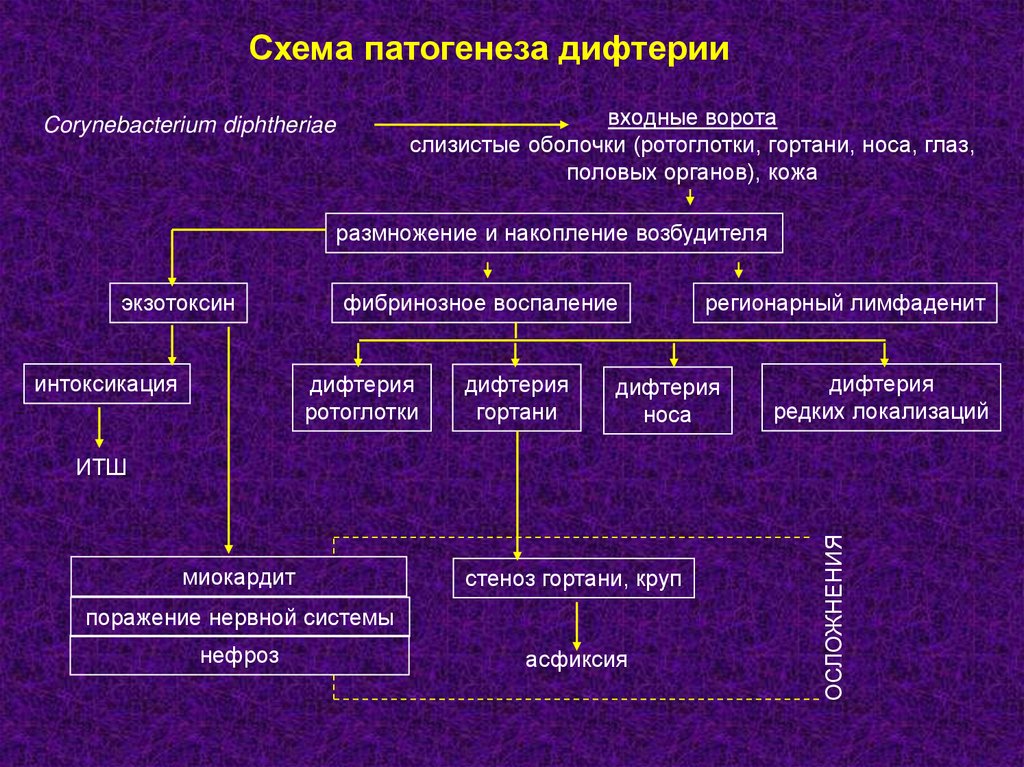 Возбудителя дифтерия возможна