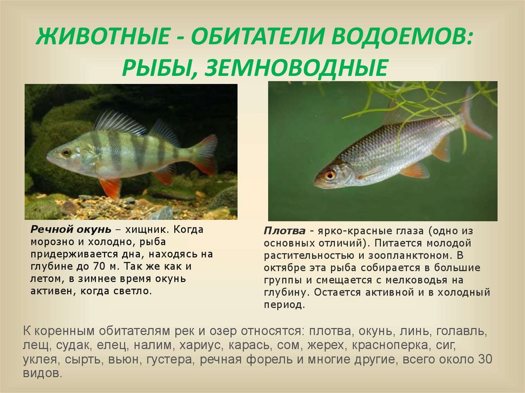 Обитатели водоемов 2 класс. Рыбы обитатели водоемов. Водоемные рыбы. Обитатели водоемов Ульяновской области. Хищные рыбы наших водоёмов.