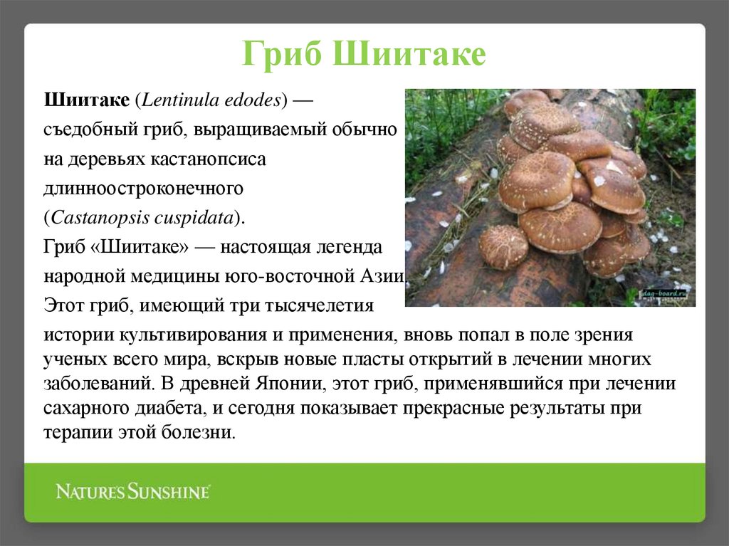 Культивированные грибы и условия выращивания. Шиитаке Lentinula edodes. Культивируемые грибы шиитаке. Шиитаке гриб описание. Шиитаке сообщение.