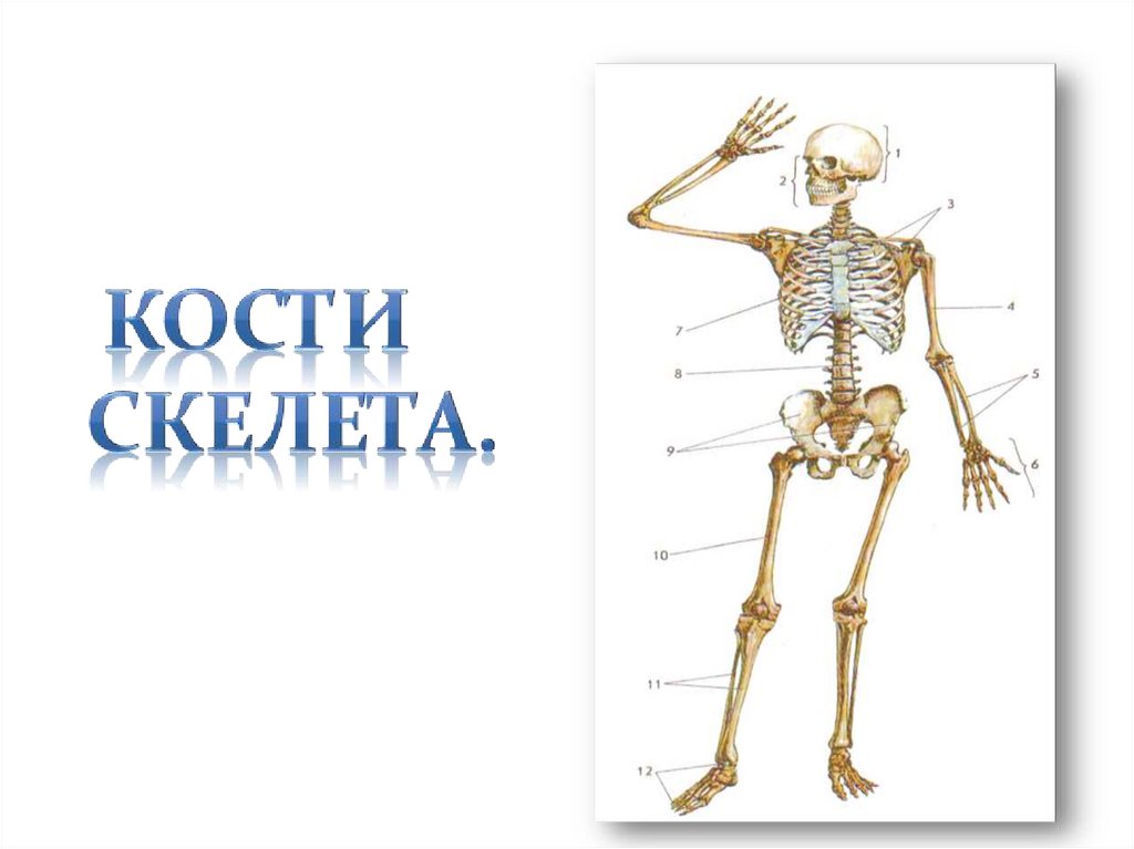 Класс кости скелета. Кости скелета. Скелет человека биология. Биология кости скелета. Скелет биология 8 класс.