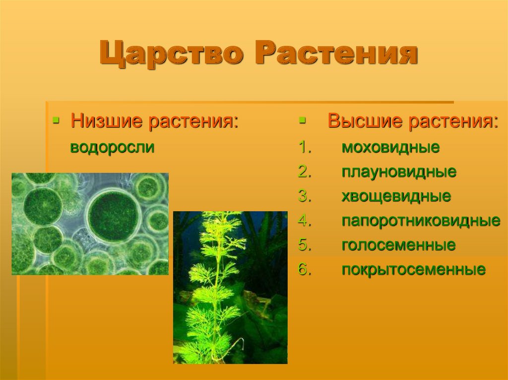 Три примера низших растений. Царство растений. Низшие растения. Низкие растения. Многообразие растений высшие и низшие.