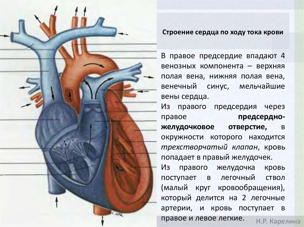 Сердце окружено околосердечной сумкой. Анатомия сердца презентация для студентов медиков. Кт анатомия сердца. Какова роль околосердечной сумки. Строение сердца анатомия медицинский.