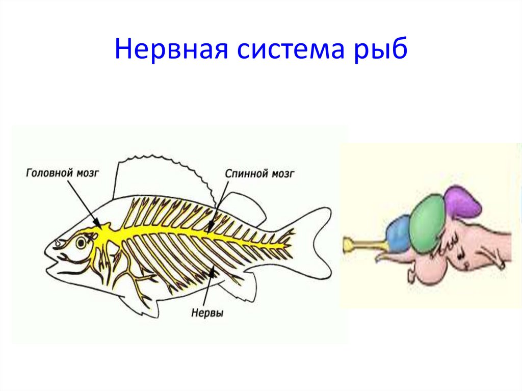 Опорно двигательная система рыб