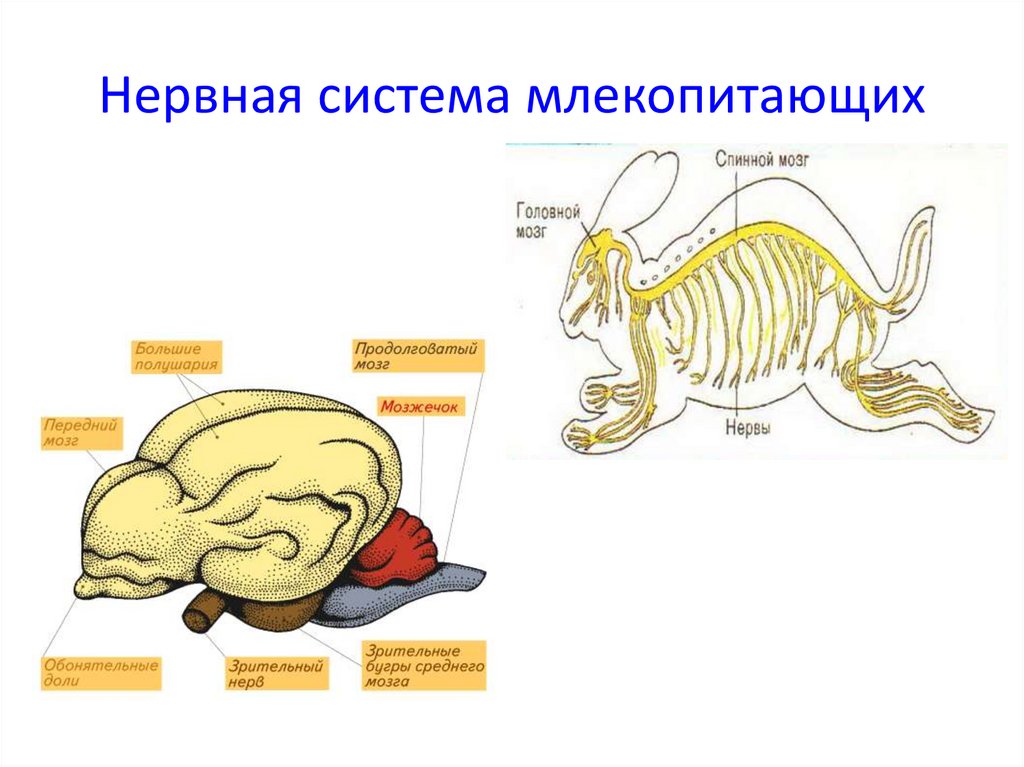 Головной мозг млекопитающих характеризуется