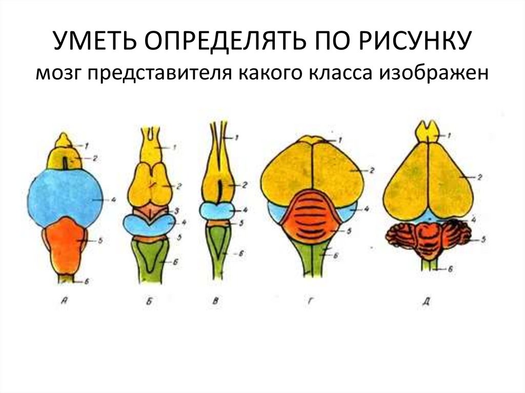 Подбери к каждой слоговой схеме подходящие слова корова молоко ворона барабан