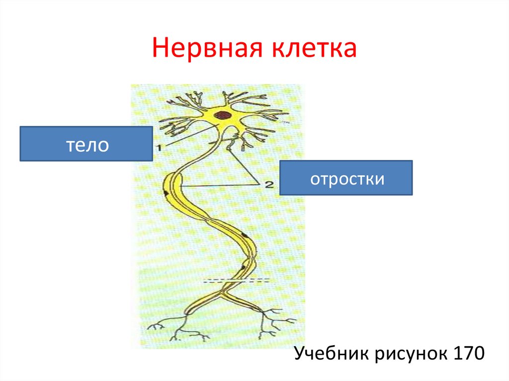 Биология 7 класс нервная система рефлекс инстинкт