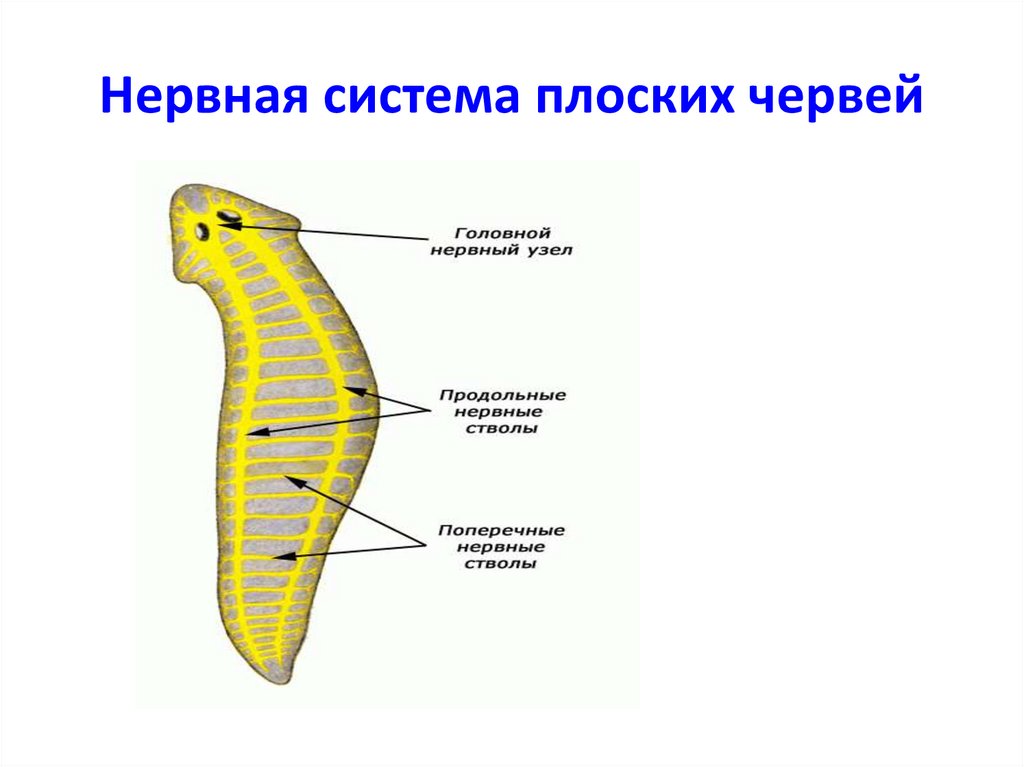 Какая система отсутствует у червя