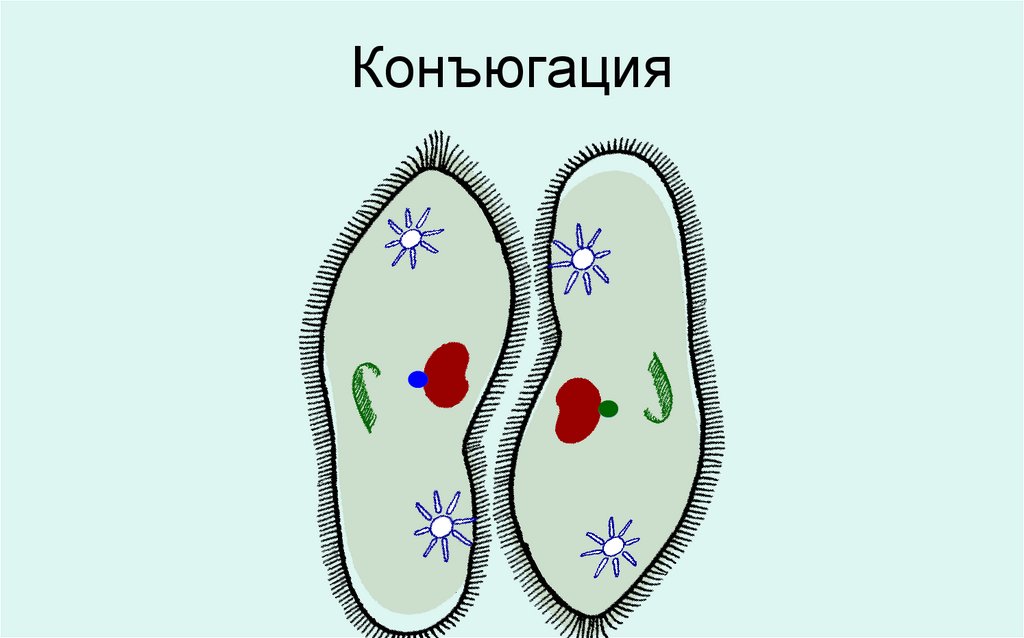 Каким номером на рисунке обозначена стадия конъюгации инфузории