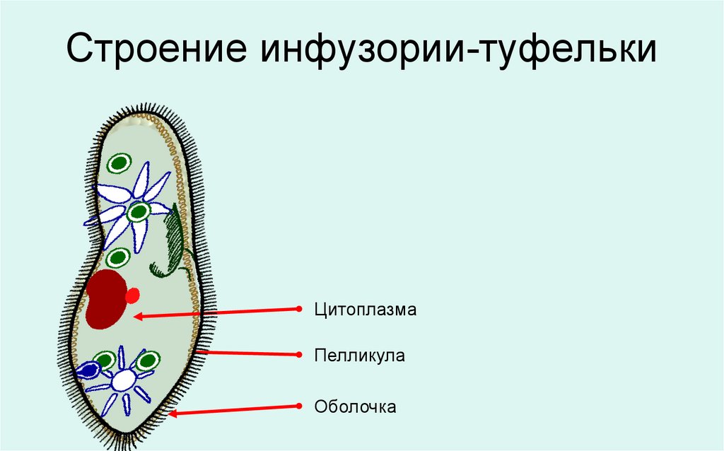 Рисунок туфельки с подписями. Пелликула инфузории. Строение инфузории туфельки пелликула. Инфузория туфелька цитоплазма. Цитоплазма у инфузории туфельки.