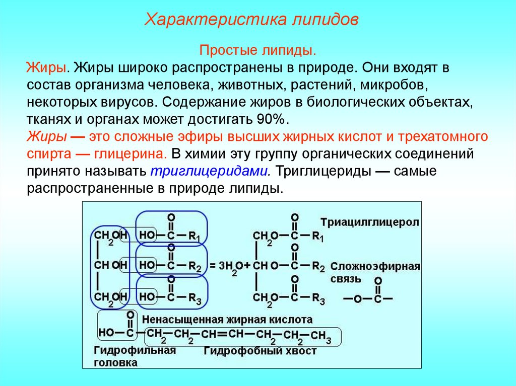 Химическое соединение жиров. Особенности строения простых липидов. Общая формула липидов и жиров. Характеристика простых липидов. Структура простых липидов.