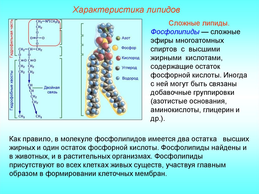 Строение фосфолипида. Схема строения липидов. Химическое строение липидов. Таблица липидов биология 10 класс. Химическая структура липидов.