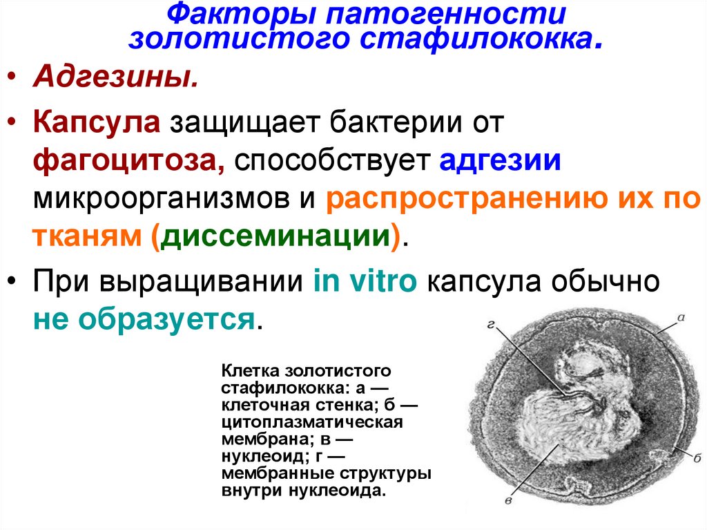 Признаки стафилококковой инфекции