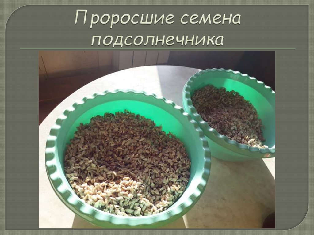 Проросшие семена подсолнечника