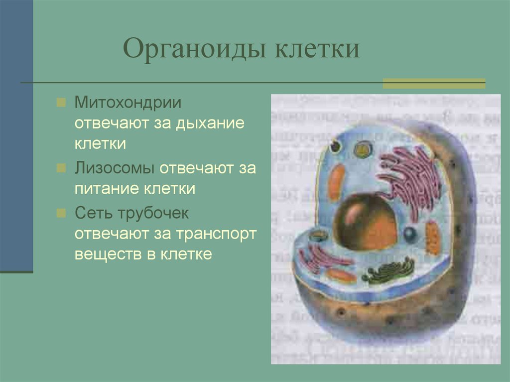 Органоиды клетки