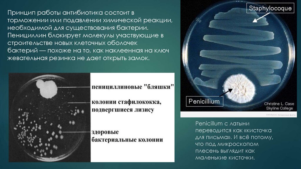 Пенициллин презентация по химии