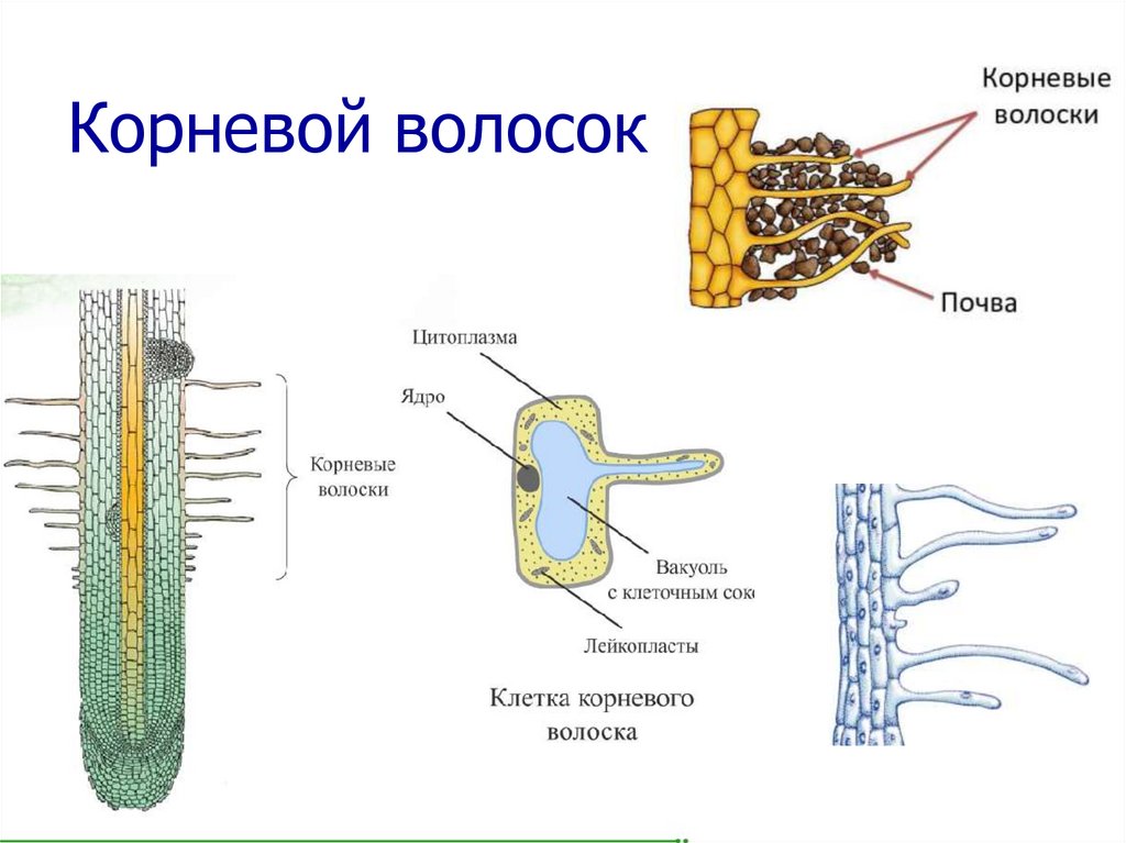 Клетки корня образуются из клеток. Корневые волоски 6 класс биология. Всасывающие ткани растений строение и функции. Строение корня зоны. Строение волоска корня корня.