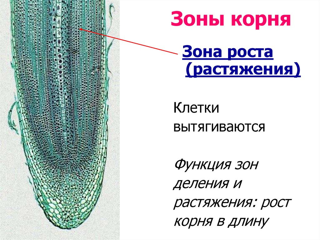 Наталья рассмотрела строение молодого корня фасоли под микроскопом и сделала рисунок под цифрой 1