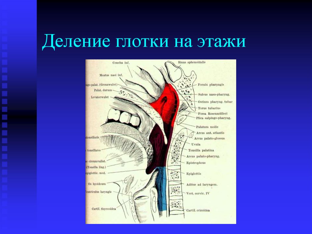 Топографическая анатомия глотки презентация