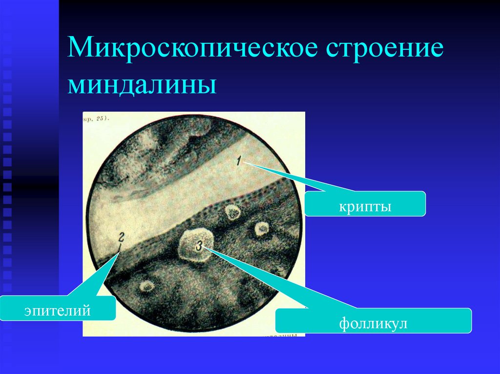 Микроскопическое строение миндалины
