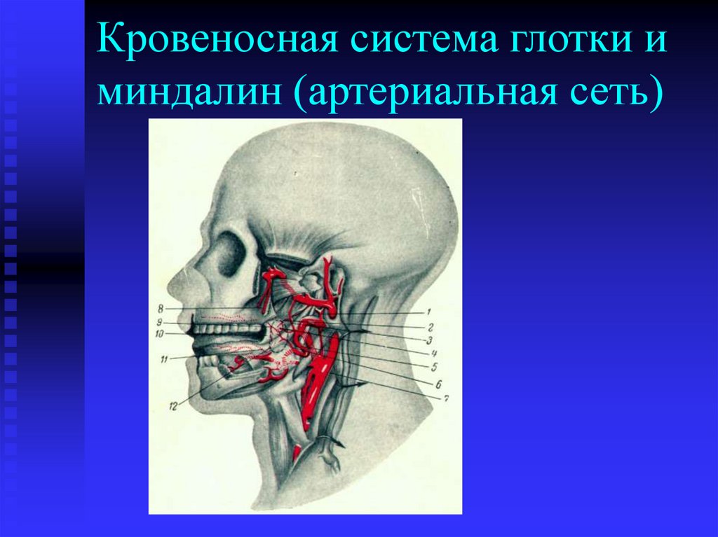 Кровеносная система глотки и миндалин (артериальная сеть)