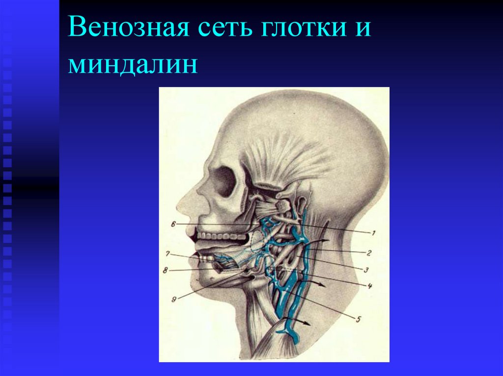 Венозная сеть глотки и миндалин
