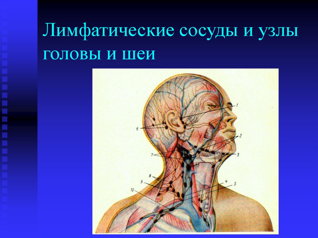 Лимфатические сосуды и узлы головы и шеи