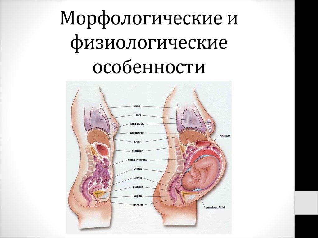 Морфологические и физиологические особенности