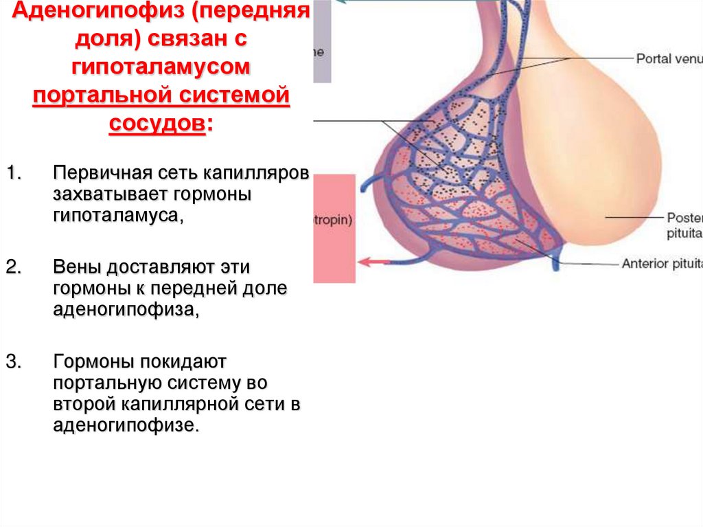 Аденогипофиз. Гипоталамо гипофизарная воротная система. Аденогипофиз передняя доля. Аденогипофиз физиология. Тип капилляров в аденогипофизе.