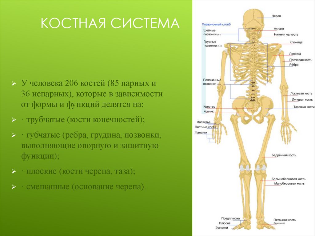 Установить соответствие кости скелета человека. Костная система органы и функции. Анатомия костной системы. Строение костной системы. Костная система скелет.