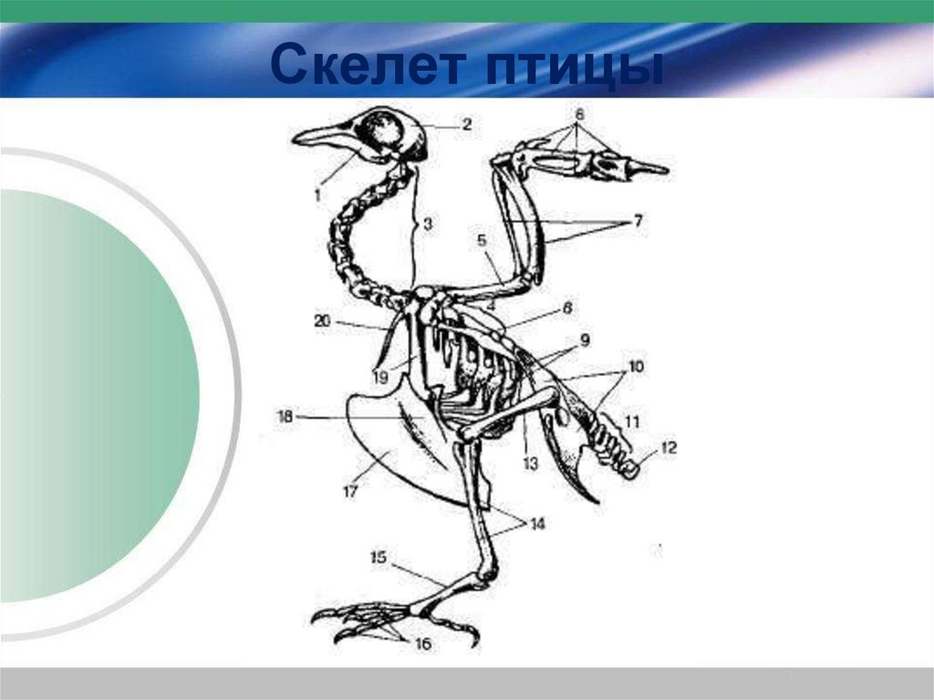 Функции отделов скелета птицы