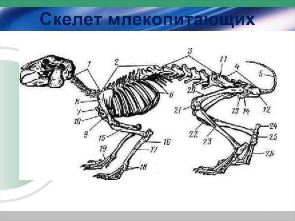 Скелет млекопитающего рисунок с подписями - 93 фото