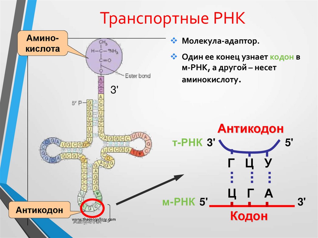 Рнк мл. Транспортная РНК. Строение транспортной РНК. Структура транспортной РНК. Структура т РНК.