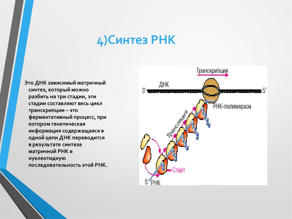 Является матрицей для синтеза рнк. Синтез РНК. Синтез матричной РНК. Первичная и вторичная структура РНК. Вторичная структура РНК.