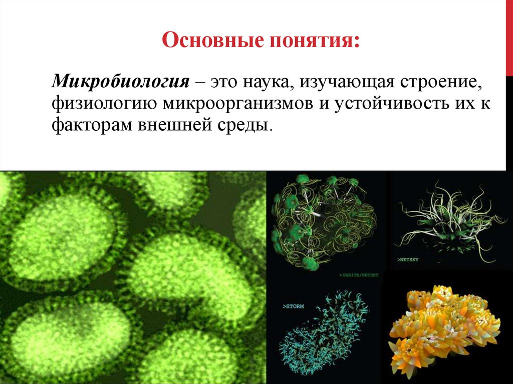 Презентации по микробиологии