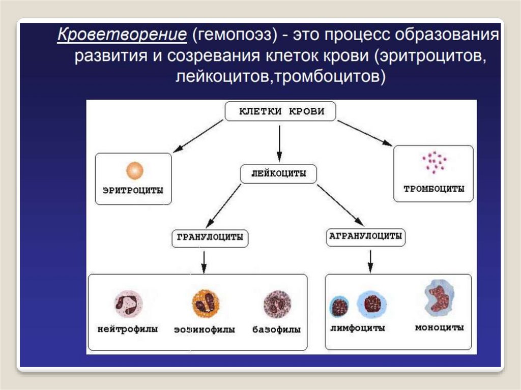 К 4 классу клеток в схеме кроветворения относятся