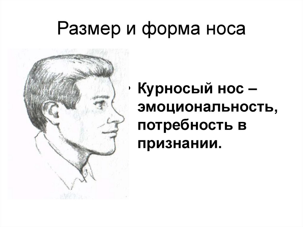 Размер и форма носа