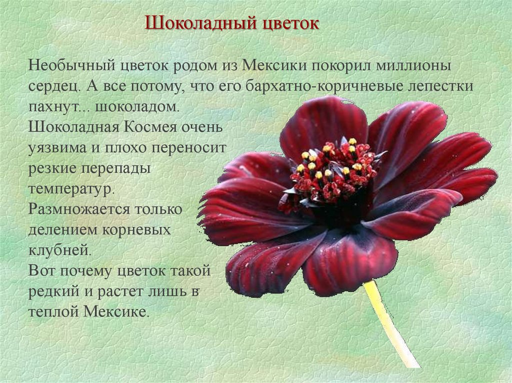 Информация о цветах памяти. Интересная информация о цветах. Красивые растения с описанием. Сообщение о необычном растении. Интересные факты про цветы.