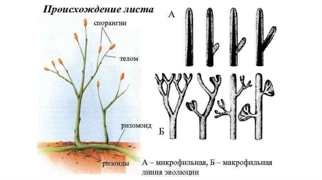 Откуда лист. Макрофильная линия эволюции листа. Возникновение листа. Линии эволюции листа макрофильная и микрофильная. Микрофильная Эволюция листа.