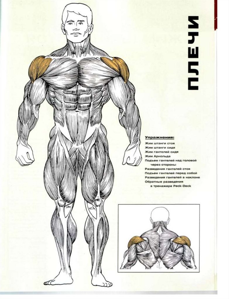 Плечи стали. Дельтовидная мышца бодибилдинг. Передняя Дельта средняя Дельта задняя Дельта. Дельты мышцы упражнения. Как накачать дельтовидные мышцы.