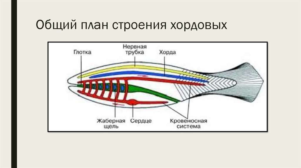 Схема строения хордовых