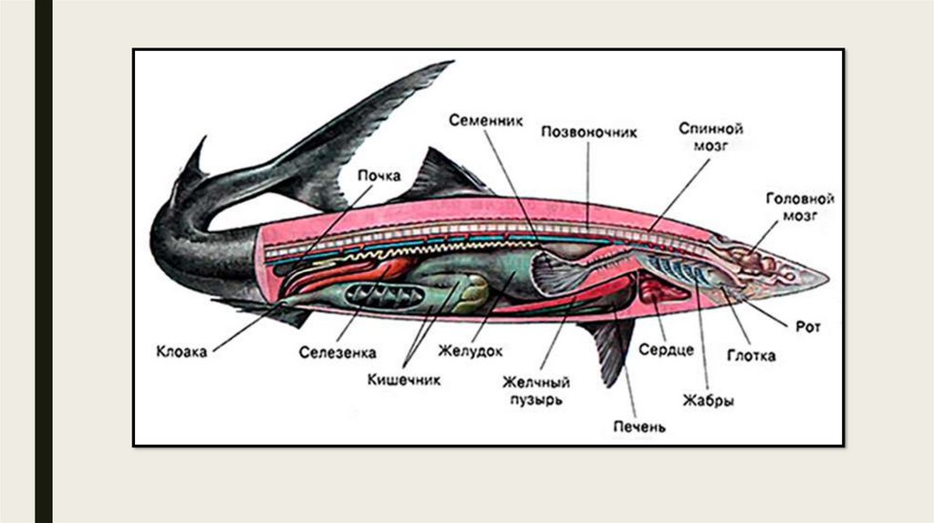 Внутреннее строение акулы. Пищеварительная система система хрящевых рыб. Пищеварительная система хрящевых рыб схема. Хрящевые рыбы внешнее строение и внутреннее строение. Пищеварительная система осетровых рыб.