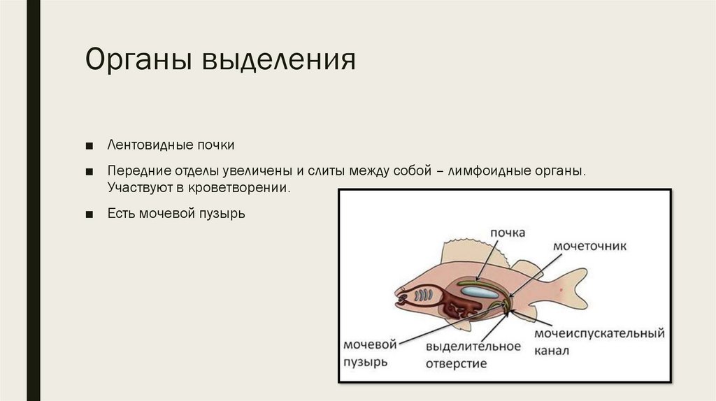 Презентация биология 7 класс органы выделения животных