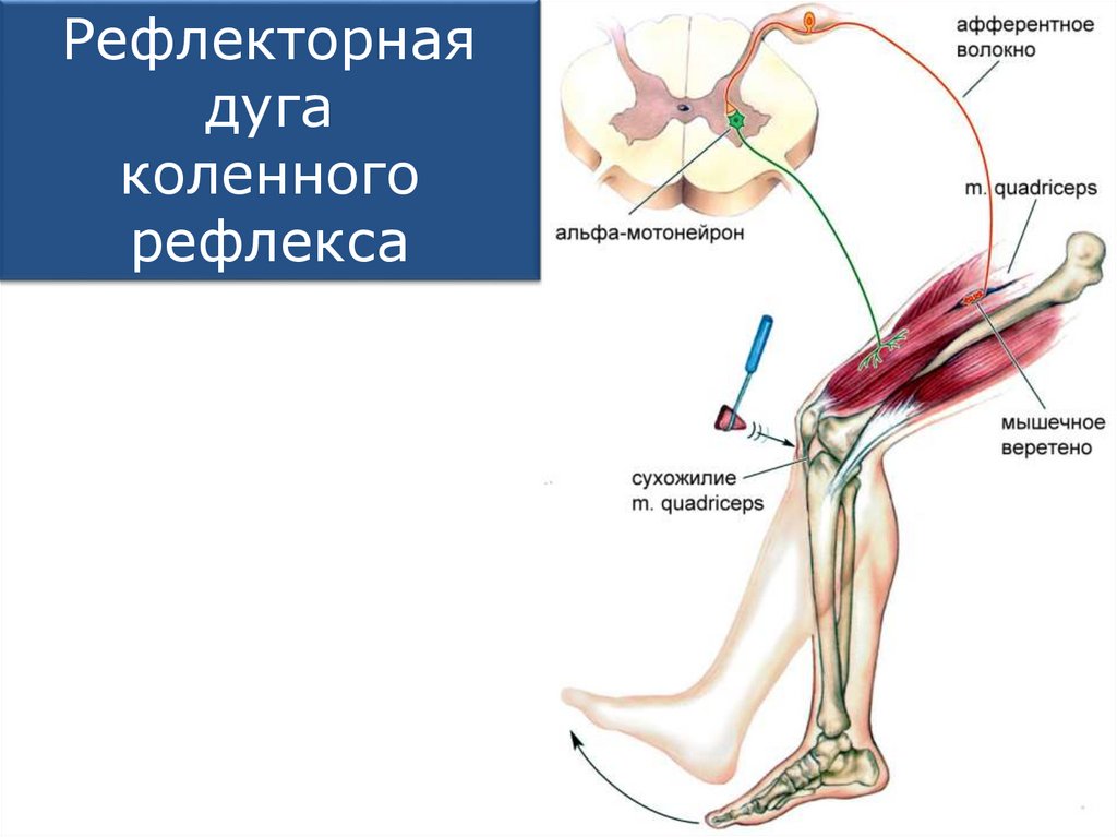 Работа коленного рефлекса. Звенья рефлекторной дуги коленного рефлекса. Нервный центр коленного рефлекса. Коленный сухожильный рефлекс. Строение рефлекторной дуги коленного рефлекса.