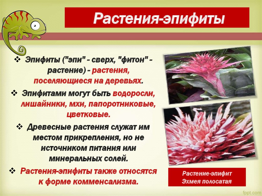 Растения-эпифиты