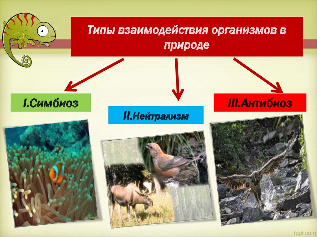 Типы взаимодействия организмов в природе