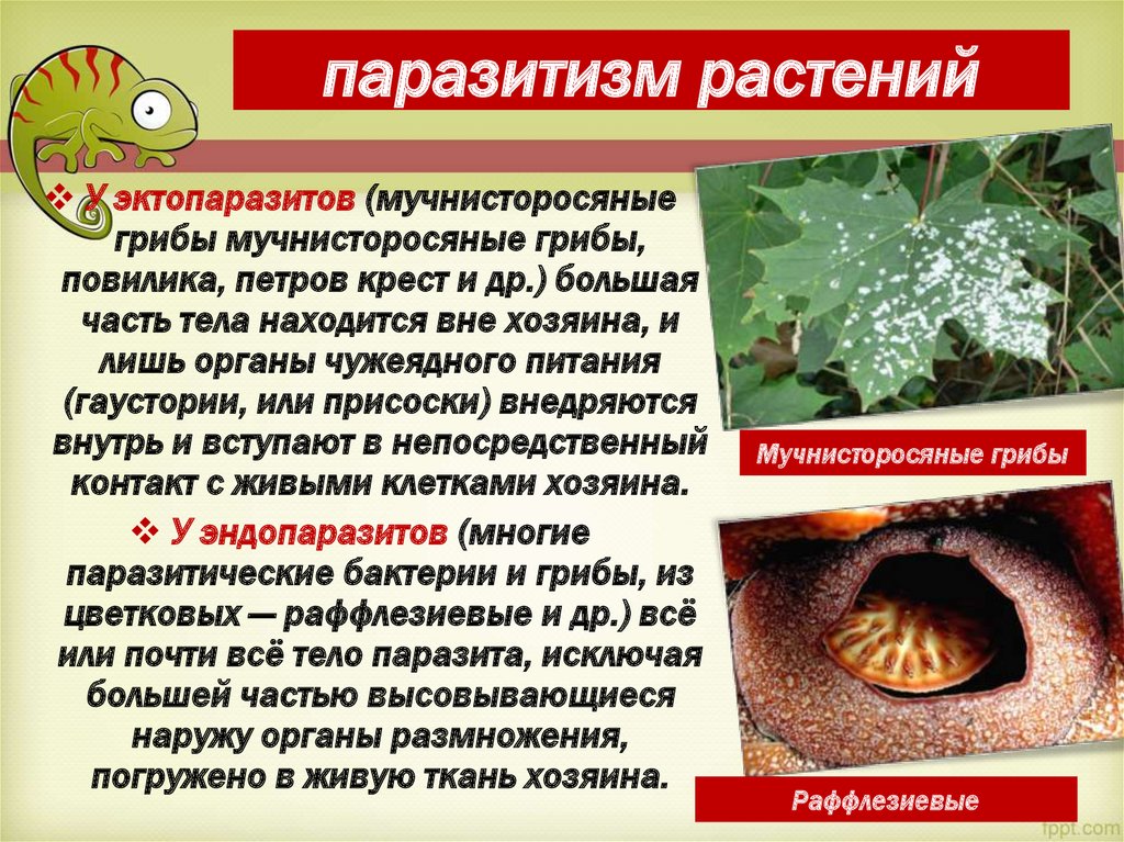 паразитизм растений