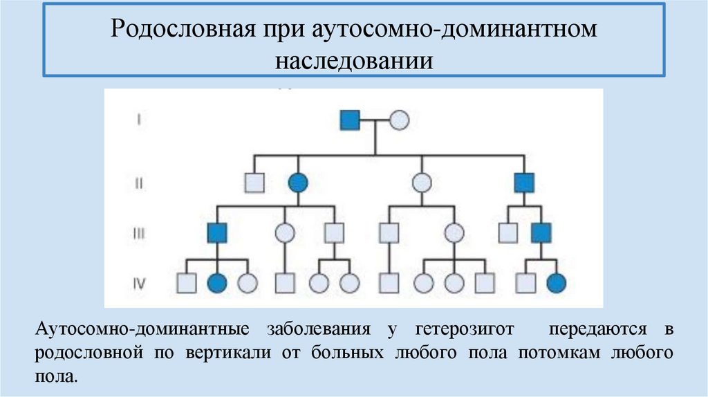 Аутосомно доминантное наследование болезни. Аутосомно-доминантное наследование родословная. Аутосомно-доминантный Тип наследования. Промежуточный Тип наследования. Критерии аутосомно-доминантного типа наследования.