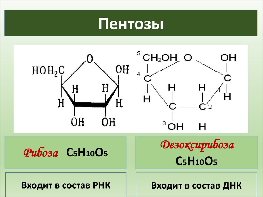 Рибоза купить. Рибоза и дезоксирибоза формулы. Пентоза рибоза. Структурная форма рибозы. Дезоксирибоза моносахарид.